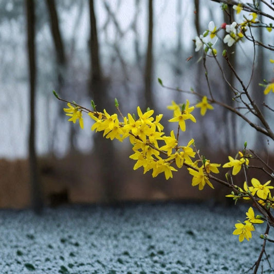 Forsythia – 12 Fresh Unrooted Cuttings | 6–8 Inch Propagation Cuttings | Easy to Root | Spring Flowering Shrub