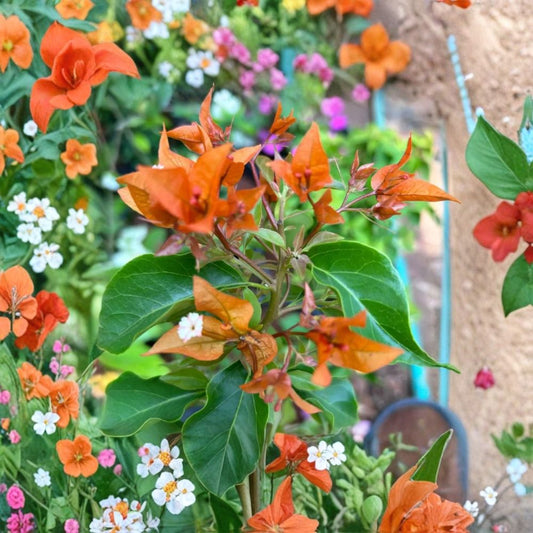 Set of 3 Fire Opal Bougainvillea Live Plants – 4–6 Inches Tall | Red-Orange Flowering Vine | Rooted in Soil | No Pot | Tropical Ornamental Plant | Full Sun