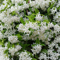Green Confederate Star Jasmine – Trachelospermum jasminoides | 4–6" Live Starter Plant | Fragrant Climbing Vine | No Pot