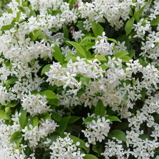Green Confederate Star Jasmine – Trachelospermum jasminoides | 4–6" Live Starter Plant | Fragrant Climbing Vine | No Pot