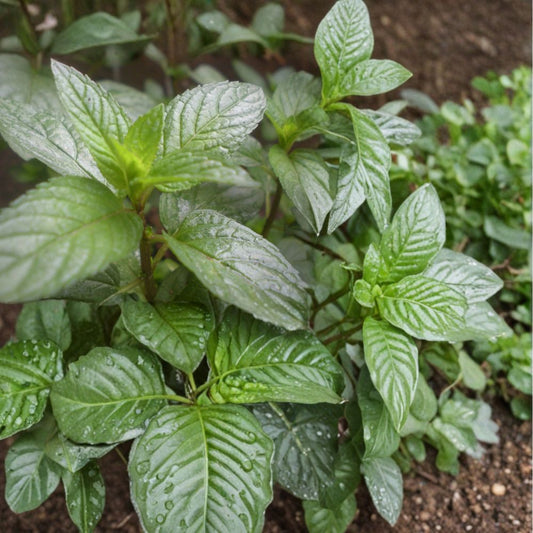 Peppermint Mint – Mentha × piperita Unrooted Cuttings | 12 Cuttings | Organic Herb Plant | Aromatic Culinary Mint | Easy to Root