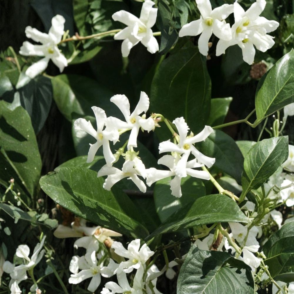 Confederate Star Jasmine – 2 Pack Live Plants | Trachelospermum jasminoides | 7 Inch Tall Plug Size | Fragrant Climbing Vine | Evergreen Garden Plant