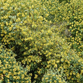 Carolina Jessamine Live Plants – Gelsemium sempervirens | 25 Plants in 3.25" Pots | Fragrant Yellow Flowering Vine | Hardy Evergreen