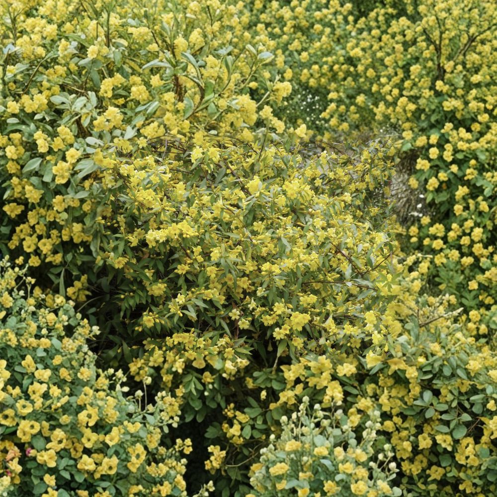Carolina Jessamine Live Plants – Gelsemium sempervirens | 25 Plants in 3.25" Pots | Fragrant Yellow Flowering Vine | Hardy Evergreen