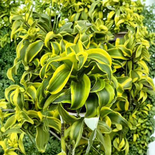 Dracaena Tornado – Live Plant | 4 Inch Pot | Dracaena fragrans | Curly Houseplant | Easy Care Tropical Indoor Plant