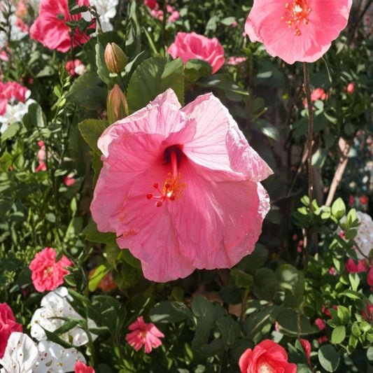 Seminole Pink Hibiscus – Set of 2 Live Starter Plants | 5 Inches Tall | Bare Root | Tropical Pink Flowering Hibiscus | Garden & Container Friendly