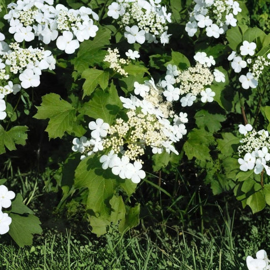 Viburnum Opulus Live Starter Plant | European Cranberrybush | Guelder Rose Shrub | Deciduous Flowering Garden Plant | Easy-Growing Landscape Shrub