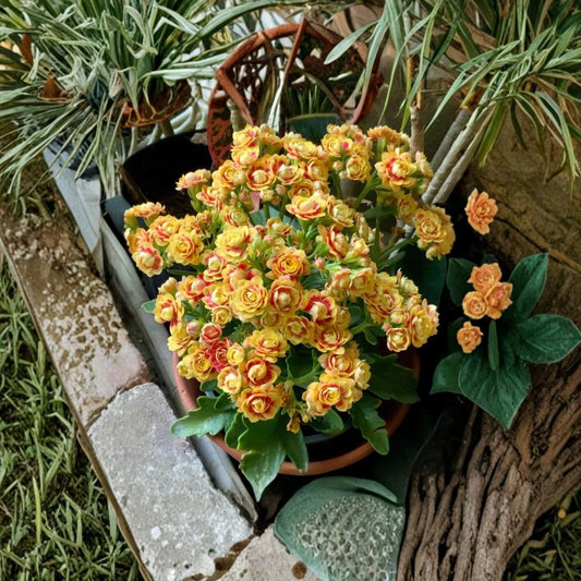 Kalanchoe Double Red with Yellow Edge Live Plant – 6 Inches Tall | 4 Inch Pot | Flowering Succulent | Red Double Blooms | Indoor Plant | Easy Care