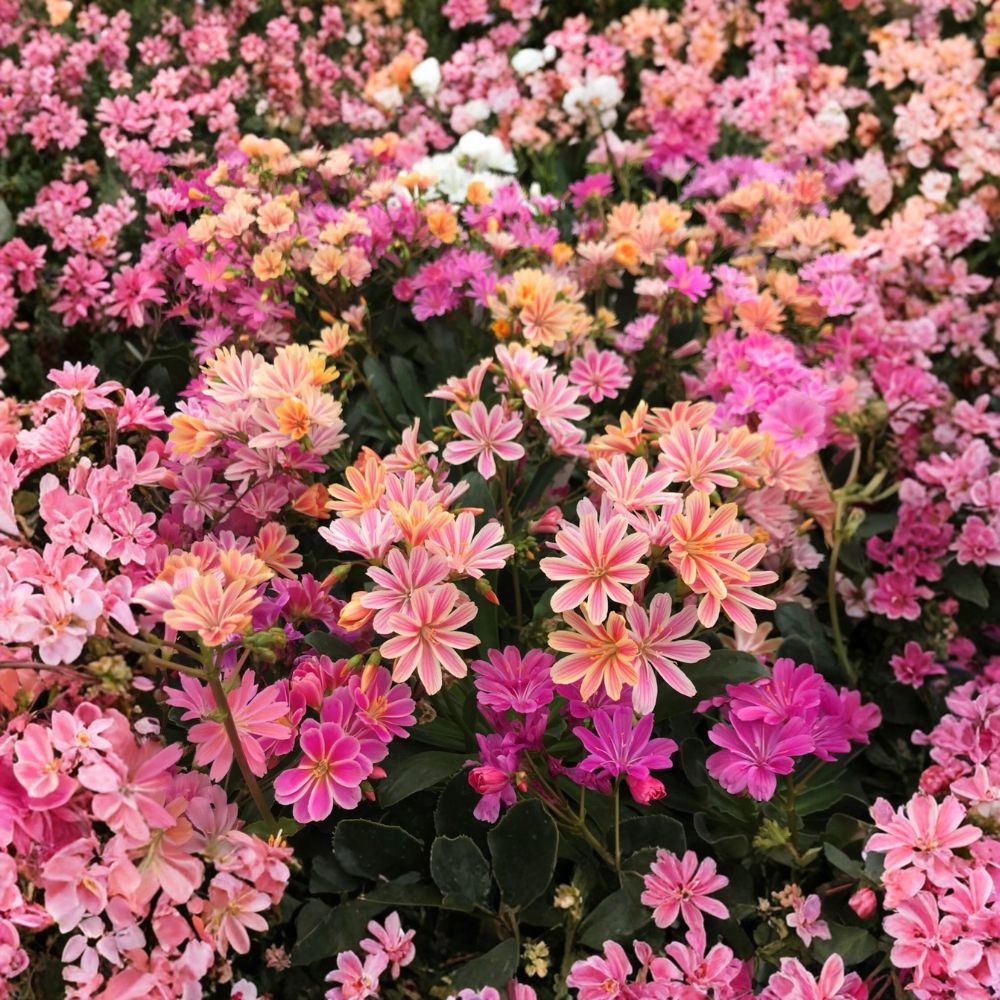 Lewisia 'Rainbow Mix' – Hardy Succulent Live Starter Plant | 2.5 Inch Pot | Free Shipping | Evergreen Perennial | Rock Garden Favorite
