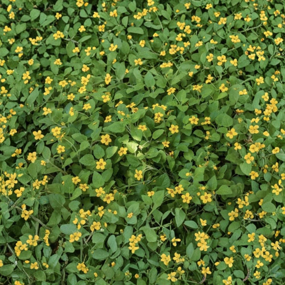 Green and Gold Native Groundcover | Bare Root Live Plant | Chrysogonum virginianum | Hardy Shade Perennial | Easy to Grow