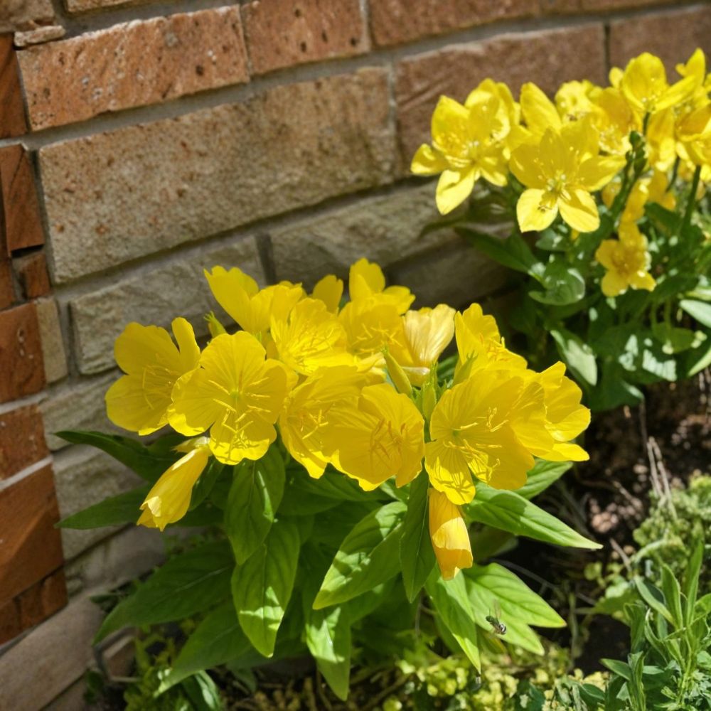 Evening Primrose – Oenothera spp. Live Bare Root Plants | Set of 8 | Sun Drop Yellow Perennial Flowers | Easy-Care Garden Favorite