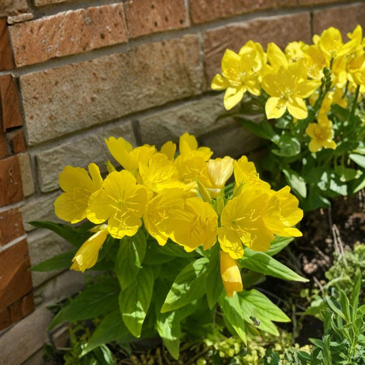 Evening Primrose – Oenothera spp. Live Bare Root Plants | Set of 8 | Sun Drop Yellow Perennial Flowers | Easy-Care Garden Favorite