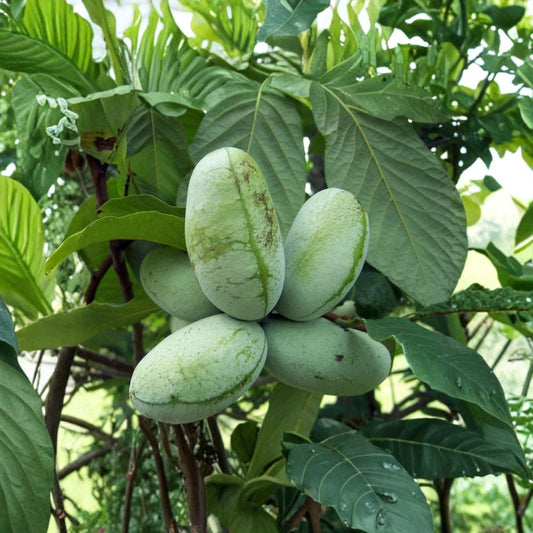 Paw Paw Tree Live Plant – Asimina triloba | 8"+ Well-Rooted Starter | Native Fruit Tree | Hardy Zones 5–8 | Fresh Dug