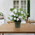 Arabian Jasmine Plant – Jasminum sambac Live Starter | 2–8 Inch Rooted Plant | Extremely Fragrant White Blooms | Indoor & Outdoor Potted Jasmine