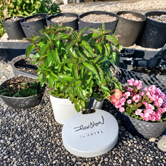 Basil Mint Cuttings – Mentha x piperita Live Unrooted Cuttings | 12 Organic Cuttings for Propagation | Fragrant Herb Starter | Easy to Root
