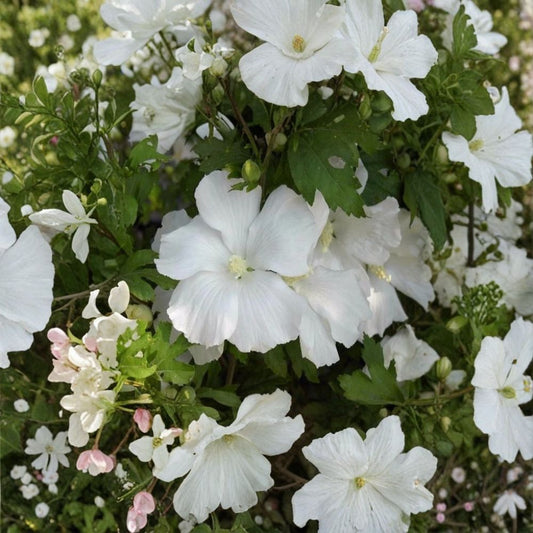 Diana White Hibiscus Live Plant | Rose of Sharon Althea | Hibiscus syriacus 'Diana' | 1 Quart Starter Plant | White 4 Inch Flowers | Hardy Shrub
