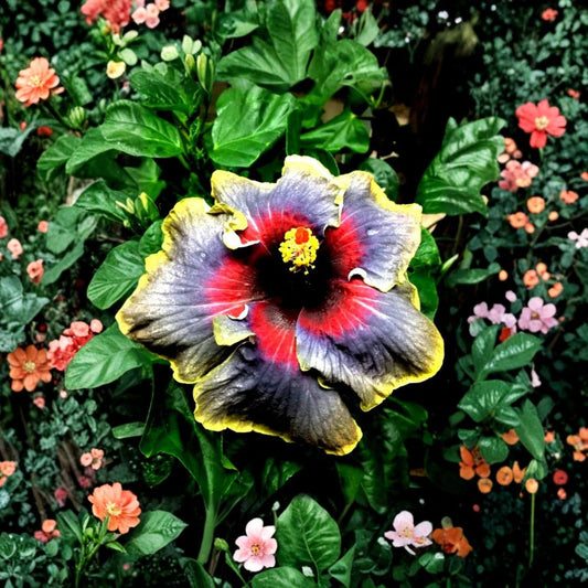 Madagascar Hibiscus – Live Starter Plant | Hibiscus moscheutos | 3–5 Inches Tall | Rooted Mallow | Large Flowering Perennial | Garden Plant
