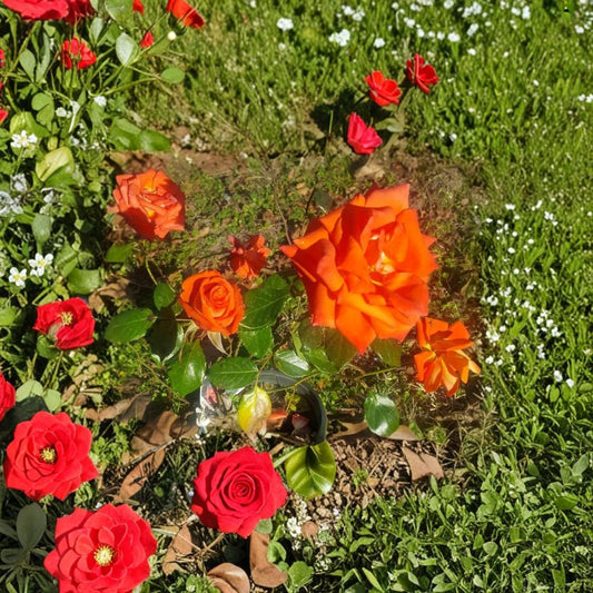 Marina Floribunda Rose – Rosa Hybrid Live Plant | 3 Gallon Rose Bush | Salmon Orange Blooms | Everblooming Garden Rose | Two-Year-Old Field Grown Plant