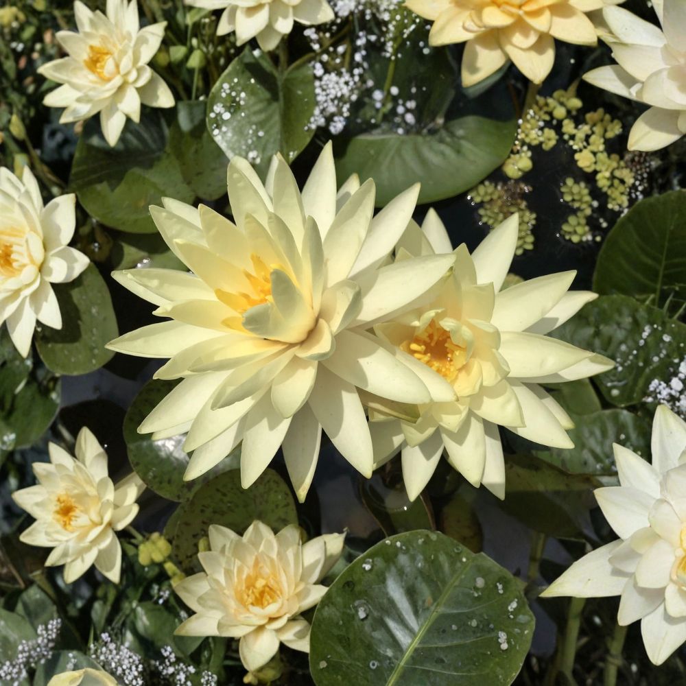 Texas Dawn Water Lily – Nymphaea Live Sprouted Tuber Rhizome | Winter Hardy Aquatic Plant | Pond & Container Friendly | Easy to Grow