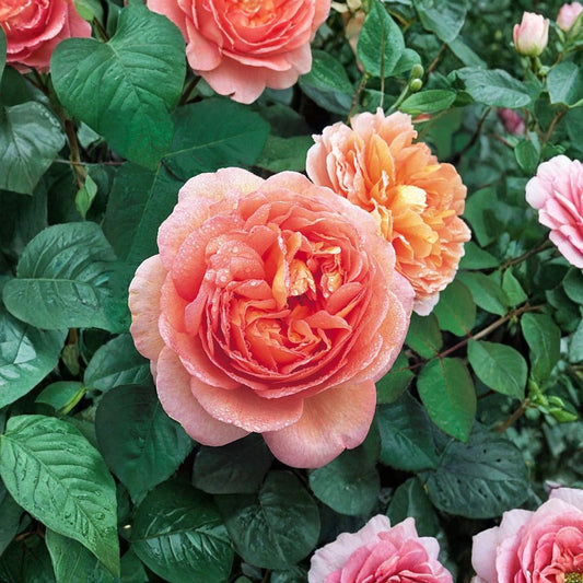 Abraham Darby English Rose – Live Starter Plant | 4–6 Inches Tall | Well-Rooted | Ships Bare Root Without Pot | Fragrant Garden Rose | Zones 5–9