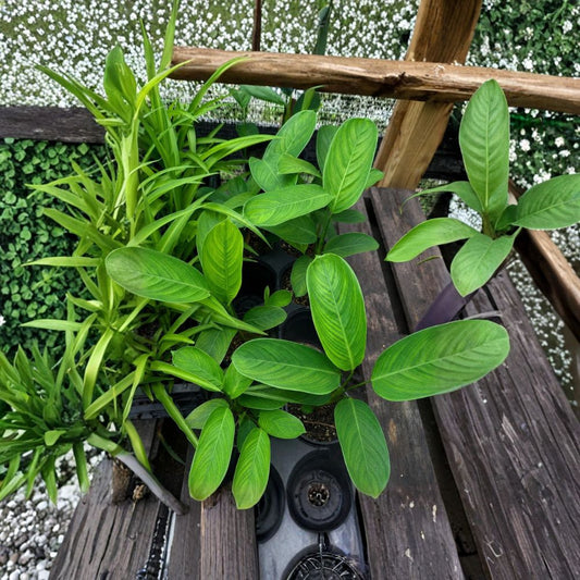 Never Never Plant Live Houseplant | Solid Green Bamburanta Calathea | 4 Inch Pot | Well Rooted Tropical Indoor Plant
