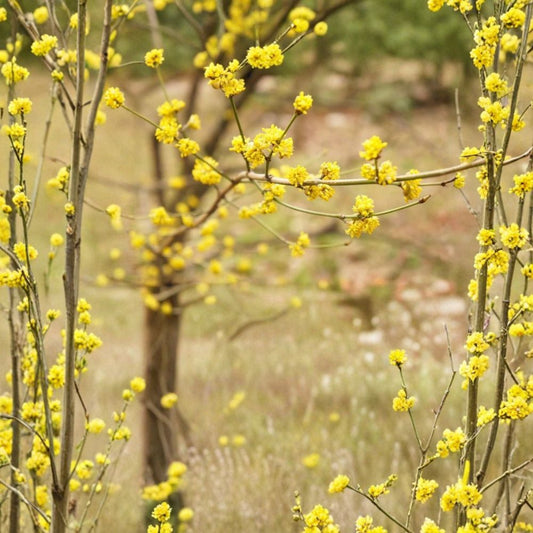 Northern Spicebush – Lindera benzoin Live Starter Plant | 6–12 Inches Tall | Bare Root | Native Wildlife Shrub