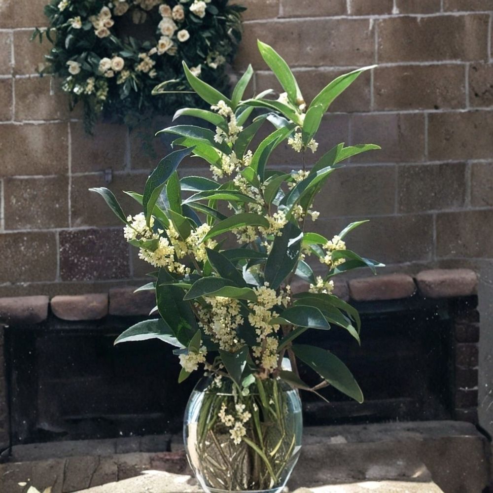 Fudingzhu Fragrant Tea Olive – Osmanthus fragrans Live Starter Plant | Well-Rooted in Nursery Pot | Evergreen Fragrant Shrub | Garden & Patio Favorite