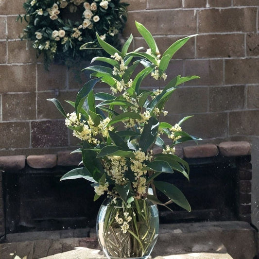 Fudingzhu Fragrant Tea Olive – Osmanthus fragrans Live Starter Plant | Well-Rooted in Nursery Pot | Evergreen Fragrant Shrub | Garden & Patio Favorite