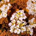 Rock Jasmine Caucasian Seeds – Androsace albana | 20 Seeds | Alpine Ground Cover Flower | Rock Garden Plant | Cold Hardy Perennial