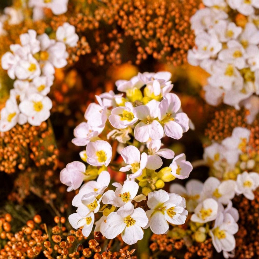 Rock Jasmine Caucasian Seeds – Androsace albana | 20 Seeds | Alpine Ground Cover Flower | Rock Garden Plant | Cold Hardy Perennial