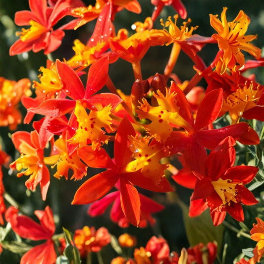 Fire Orchid Live Plant – Epidendrum radicans | Crucifix Orchid | Large Established Orchid | 4 Inch Pot | Vibrant Flowers | Easy-Growing Orchid