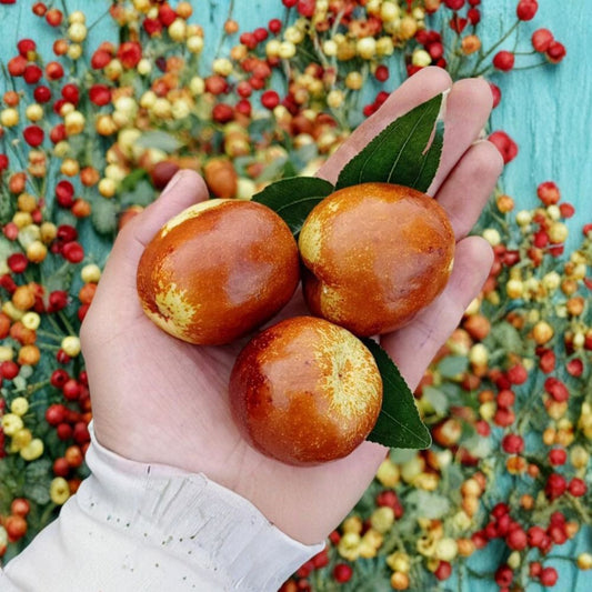 Shanxi Li Giant Jujube Tree – Ziziphus jujuba Live Bare Root | Large Chinese Date Tree | Sweet Apple Flavor | 临猗梨枣