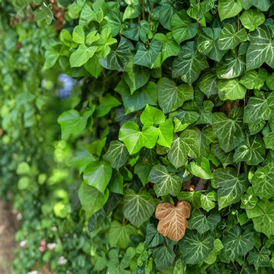 English Ivy – Hedera helix Rooted Cuttings | Set of 22 | 9–16 Inches | Evergreen Climbing Vine
