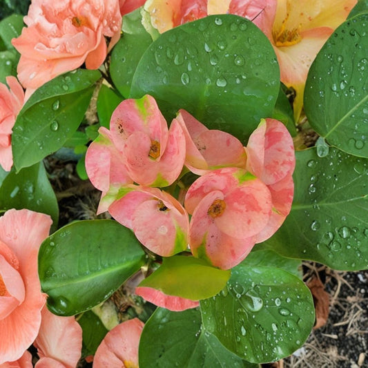 Thai Pink Millionaire Crown of Thorns Live Plant – 7–10 Inches Tall | Euphorbia milii | Large Pink Flowers | Thorny Flowering Succulent | Indoor & Outdoor Plant | Easy Care