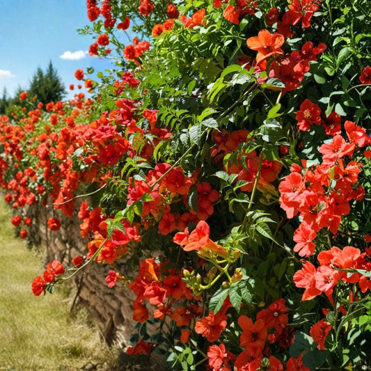 Orange Trumpet Vine – Campsis radicans Live Bare Root Plants | Set of 5 | Fast-Growing Flowering Climbing Vine | Hummingbird Garden Favorite