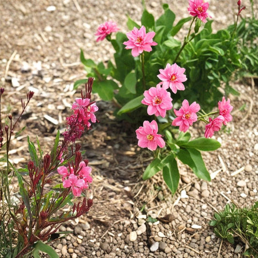 Pink Guara – Oenothera lindheimeri Live Plant | 1 Gallon Fully Rooted | Pink Flowering Perennial | Long Blooming | Heat & Drought Tolerant | Zones 5–9