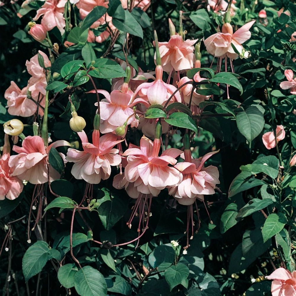Fuchsia 'Southgate' – Live Plug Plant | 1–3 Inches Tall | Well-Rooted Starter | Pink & Purple Flowers | Shade Loving Perennial