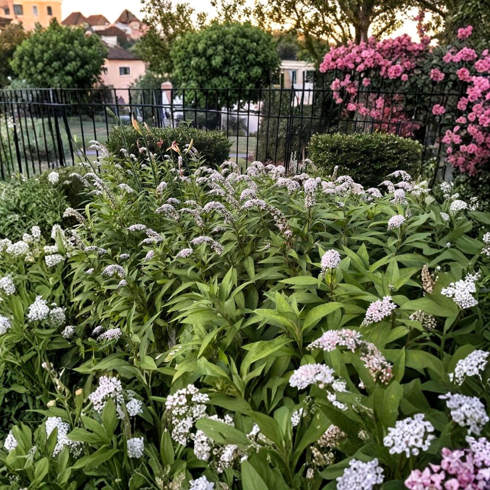 Gooseneck Loosestrife – 10 Live Bare Root Plants | Lysimachia clethroides | White Flowering Perennial | Hardy Garden Plant