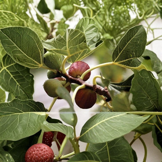 Celeste Fig Tree Live Plant | Ficus carica | Honey Sugar Fig | 3–8 Inch Starter Plant | 3-Inch Pot | Self-Pollinating Fruit Tree | Full Sun