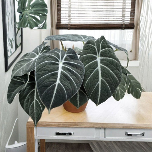 2 Live Black Velvet Alocasia Plants – Alocasia reginula 'Black Velvet' | 4–6" Starters | Velvety Dark Foliage | Rare Aroid | No Pots