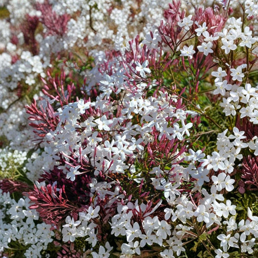 Pink Jasmine Cuttings – 10 Pack | Jasminum polyanthum | 10–15 Inch Fresh Cuttings | Fragrant Climbing Vine | Easy to Root