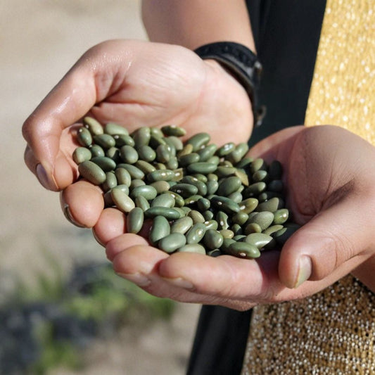 Mbombo Heirloom Bean Seeds – Phaseolus vulgaris Organic Seeds | 25 Rare Kenyan Pole Bean Seeds | Emerald Green Dry Bean | Heat & Drought Tolerant