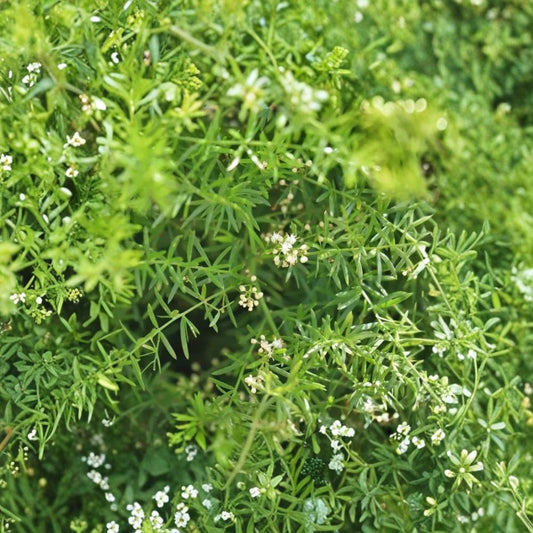 Sprengeri Asparagus Fern – Asparagus densiflorus 'Sprengeri' Live Plant | 1 Gallon Pot | Fully Rooted | Evergreen Foliage Plant
