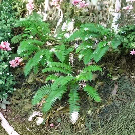 Christmas Fern – Polystichum acrostichoides Bare Roots | 10 Live Fern Roots | Shade Loving Native Perennial | Easy Woodland Garden Plant
