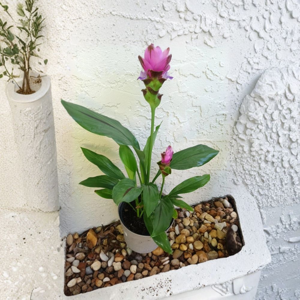 Pink Siam Tulip – Curcuma alismatifolia Live Bare Root | Set of 6 Plants | Tropical Summer Flower | Ginger Family Perennial