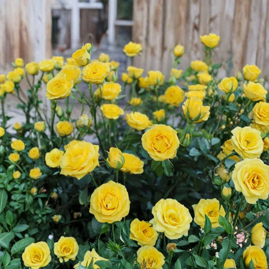 Mini Yellow Rose Live Plant | 6 Inch Rose Bush | Yellow Miniature Rose | 3 Inch Pot | Flower Buds | Perennial Garden Plant | USDA Zones 5–9