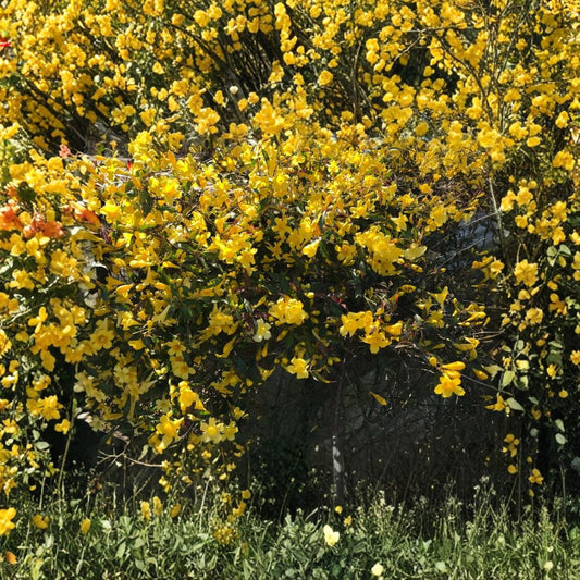 Set of 6 Yellow Carolina Jasmine Live Plants – 8–10 Inches | Rooted Starter Vines | Gelsemium sempervirens | Yellow Spring Flowers | Climbing Vine | Trellis & Garden Friendly