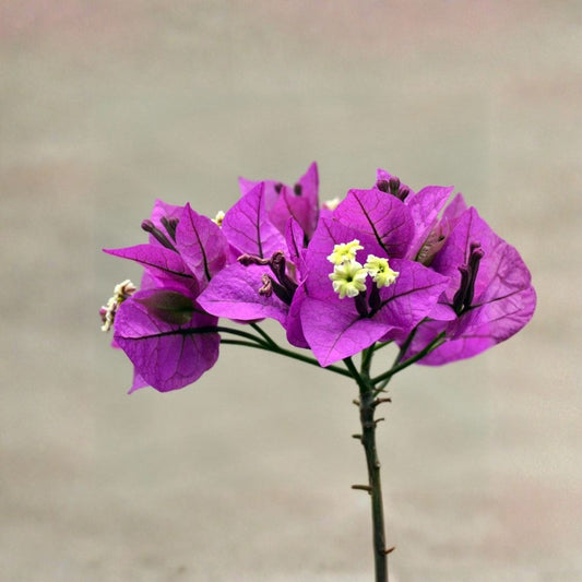 Bougainvillea 'Blueberry Ice' – Live Starter Plants | 2-Pack | Variegated Foliage | Lavender Bracts & White Flowers | Patio & Container Friendly | Full Sun Tropical Plant