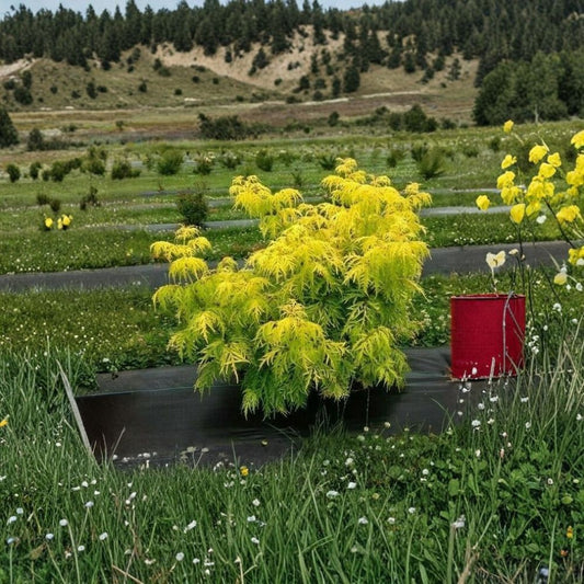 Lemony Lace Elderberry – Live Plant | 6–12 Inches Tall | 4 Inch Pot | Sambucus | Golden Foliage | Flowering Shrub | Zones 3–7