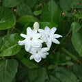 Maid of Orleans Jasmine – Jasminum sambac Live Plant | Rooted Starter 2–8 Inches | Extremely Fragrant White Blooms | Indoor & Patio Plant